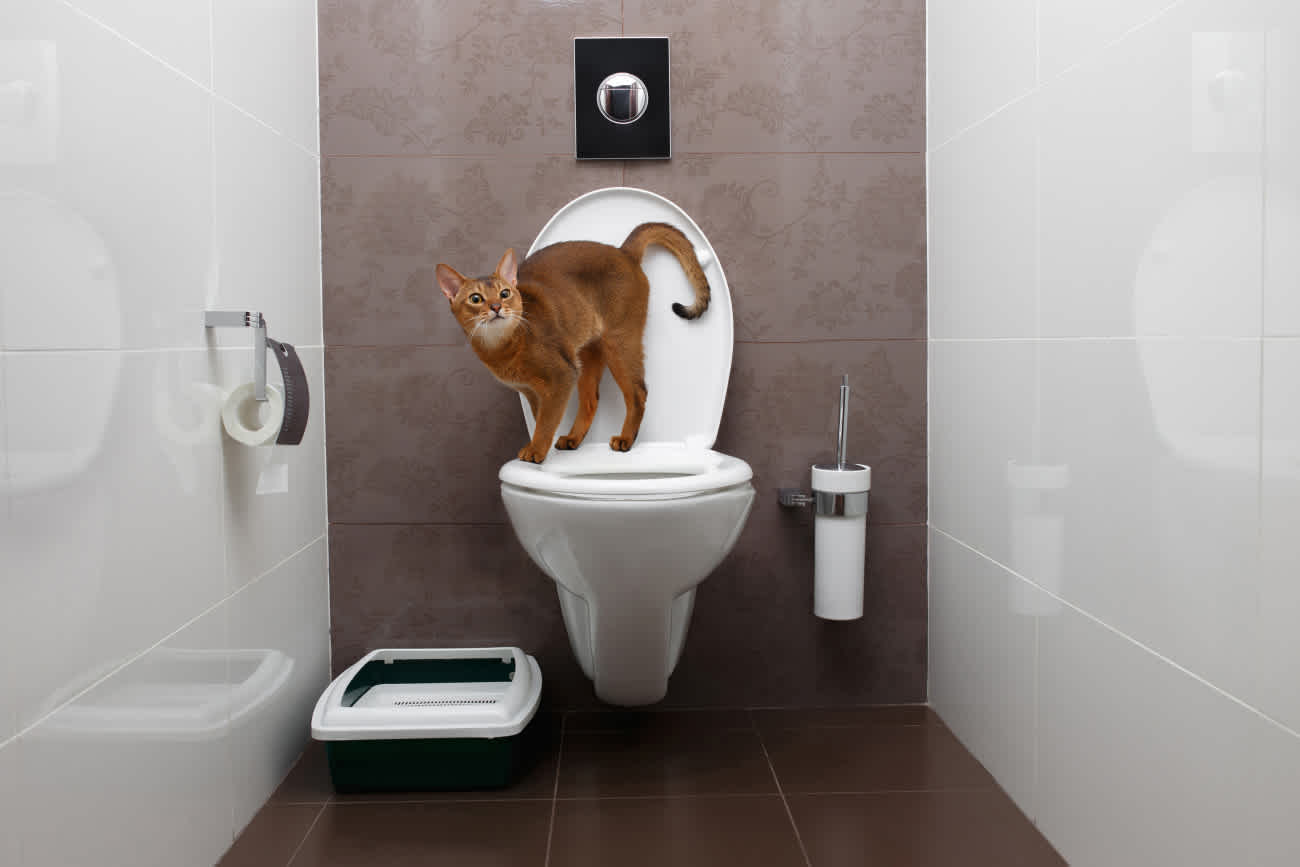 トイレの上に立つ猫