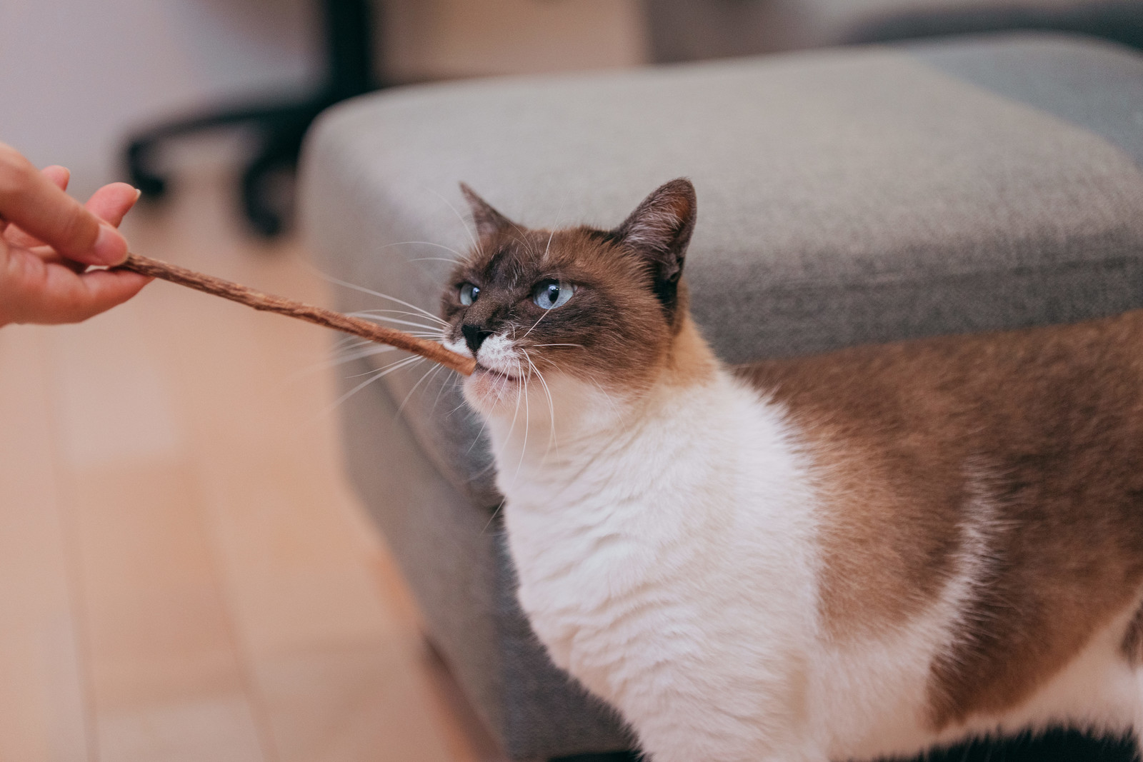 猫のおやつはどのくらいの頻度であげればいい?量やタイミング、注意点を紹介