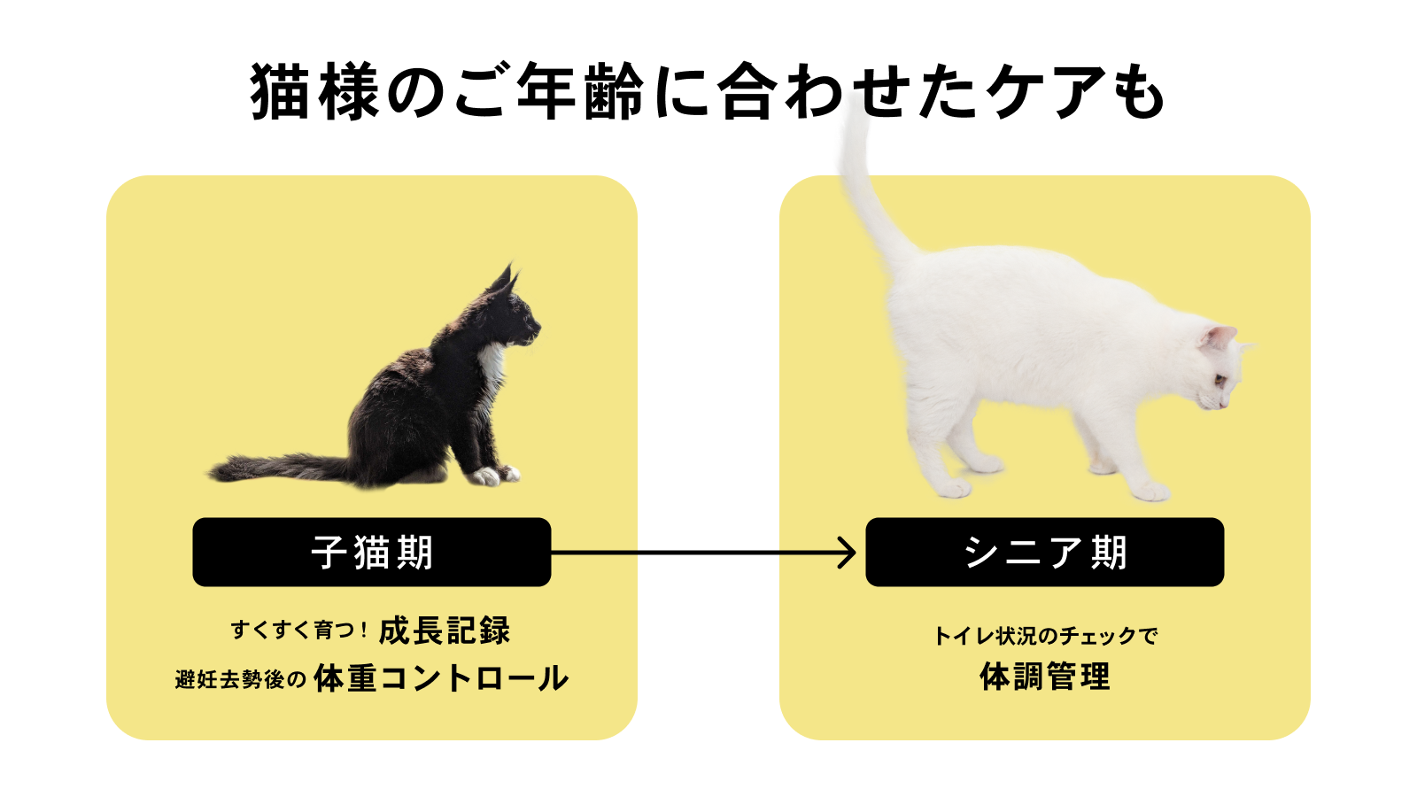 Catlog Board がローンチ 一般販売を開始 猫様ご愛用のトイレを変えることなく 体重 おしっこ回数 量 うんち回数 量 トイレ滞在時間などを 自動で記録 Catlog