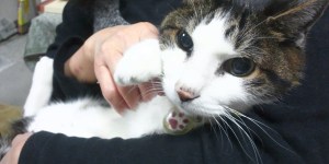 猫様の名前。