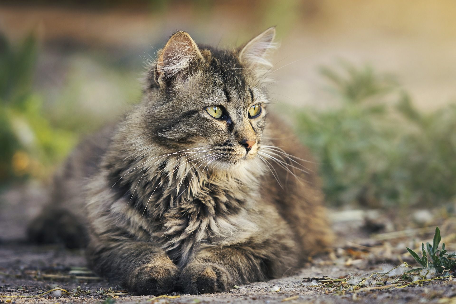猫に散歩は必要なの?メリットやデメリット、事前準備について解説