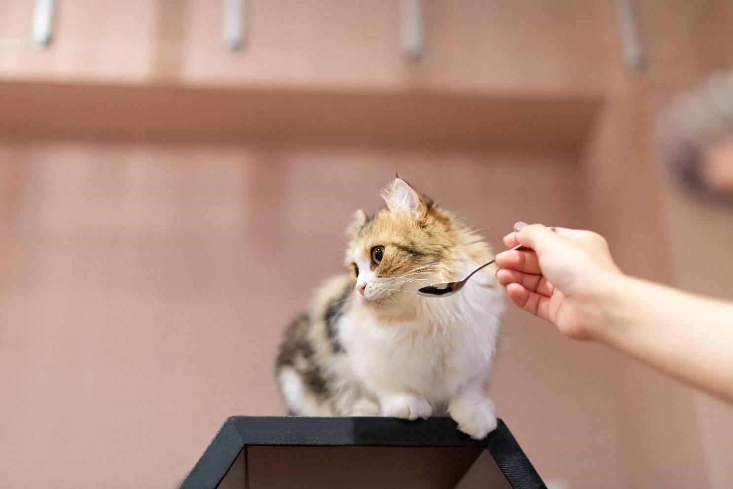 猫の食欲不振の原因と改善方法吐き気や嘔吐、げっぷは病気のサイン 