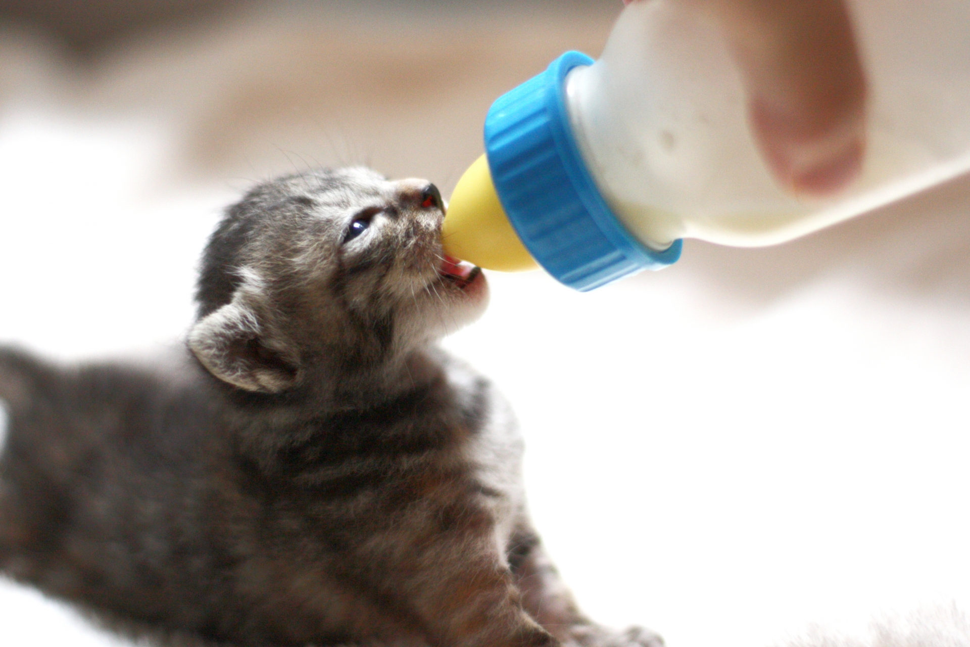 【獣医師監修】子猫のご飯のあげ方|食事の選び方から量・回数・注意点