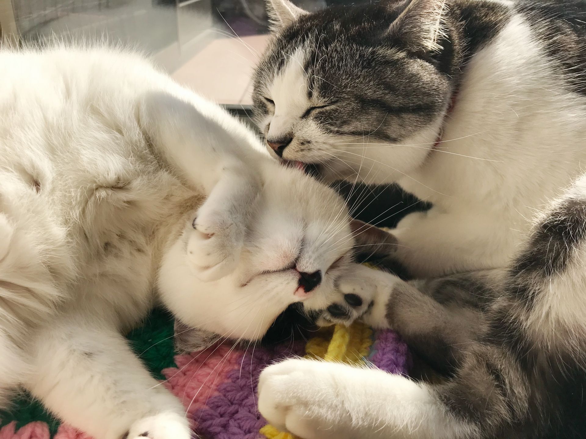 グルーミングする猫