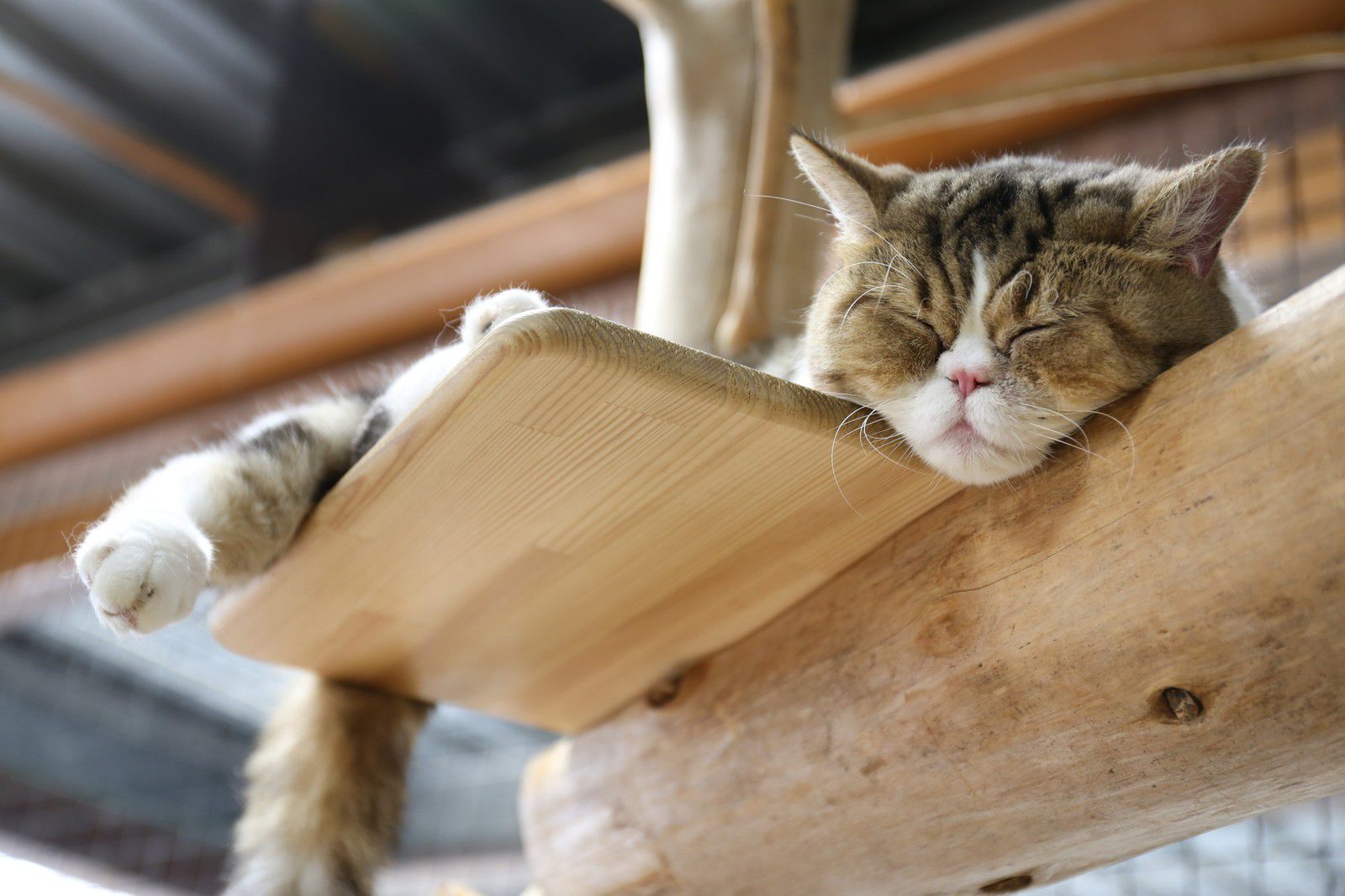 キャットタワーの上で眠る猫