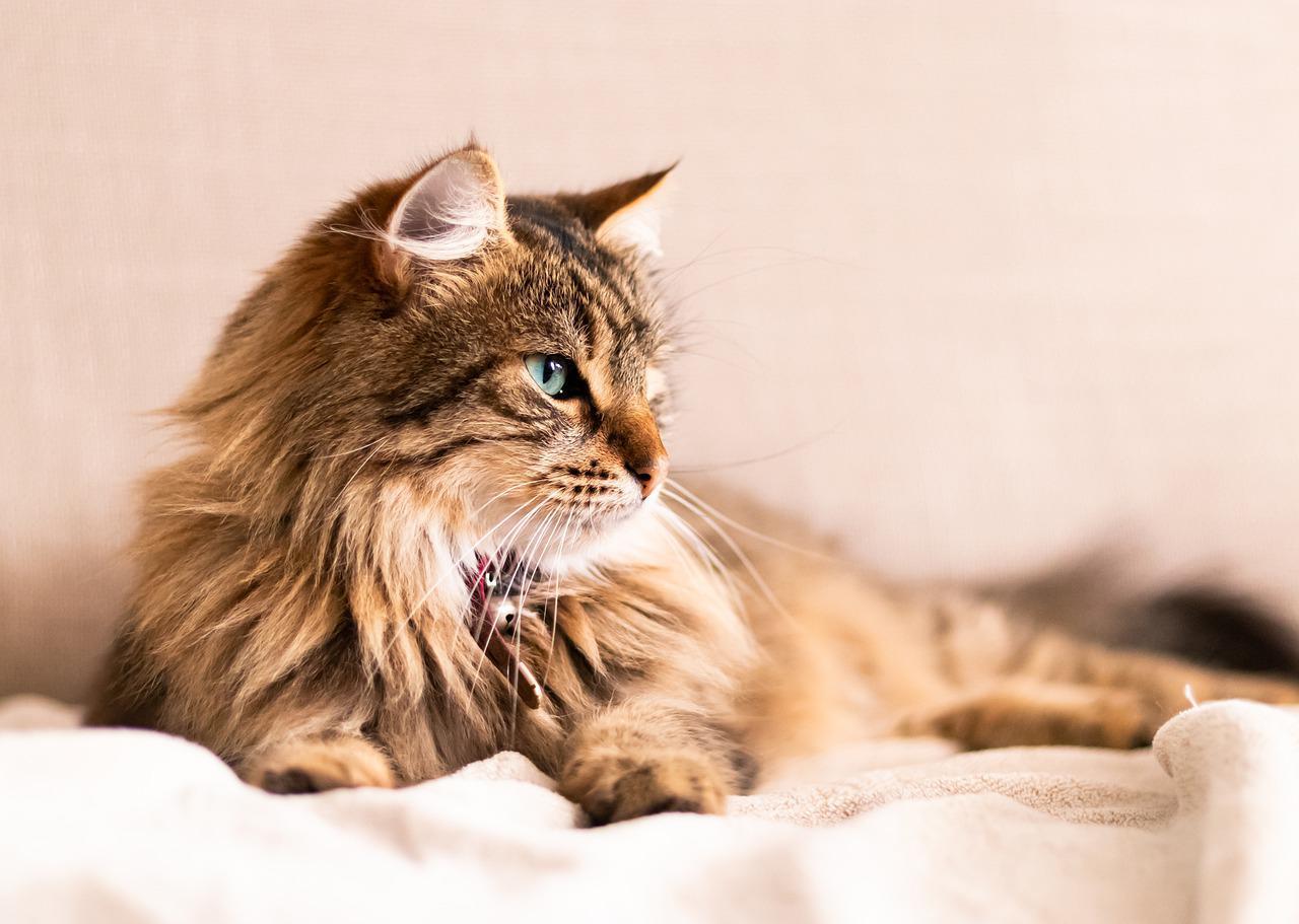 獣医師監修】老猫が急に元気になる猫のバセドウ病「甲状腺機能亢進症