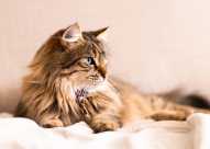 【獣医師解説】猫のバセドウ病「甲状腺機能亢進症」の症状・原因・治療法について