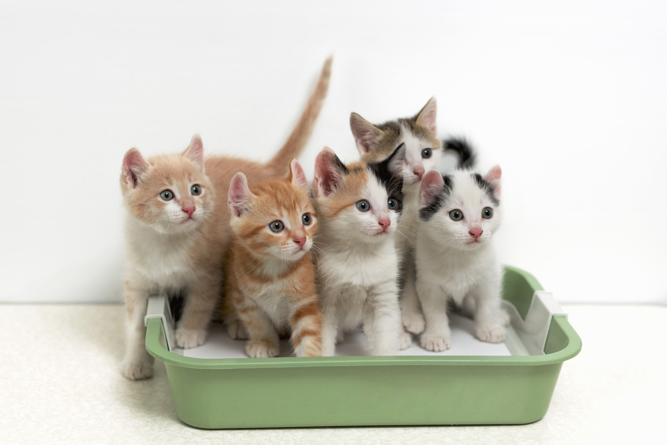 猫を多頭飼いするときのトイレはどうする?必要なトイレの数やおすすめの置き方を紹介