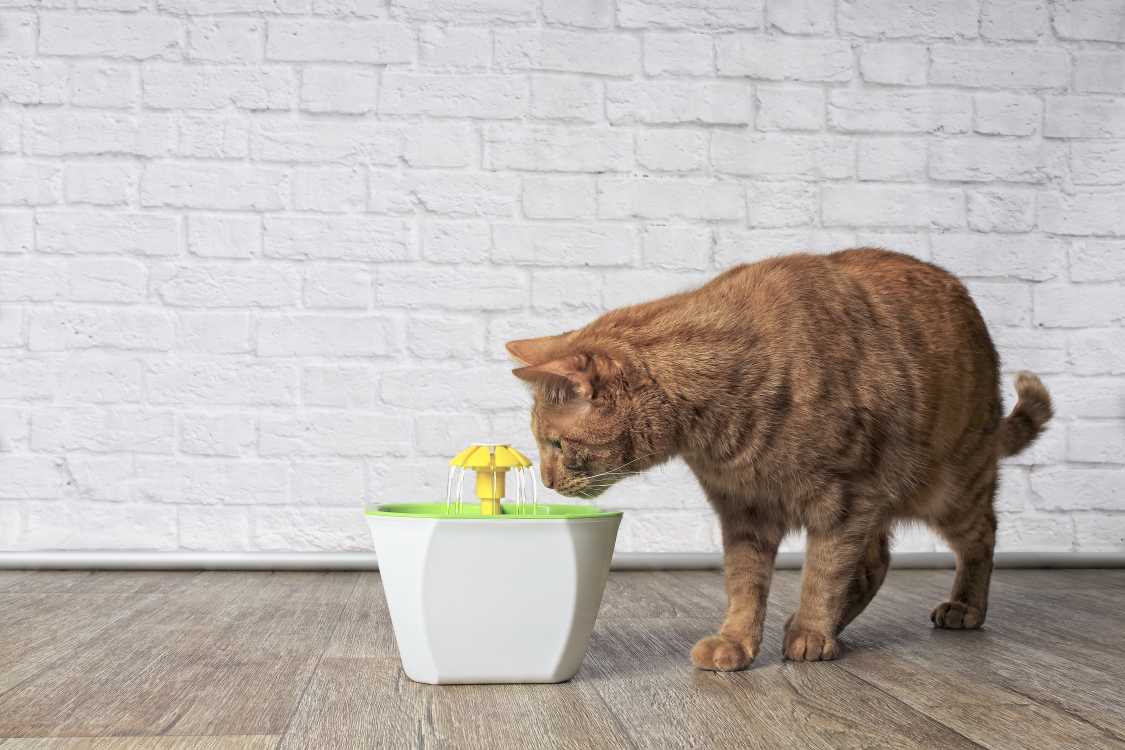 猫が上手に水分補給できる方法｜水を飲まないときの対処方法も紹介