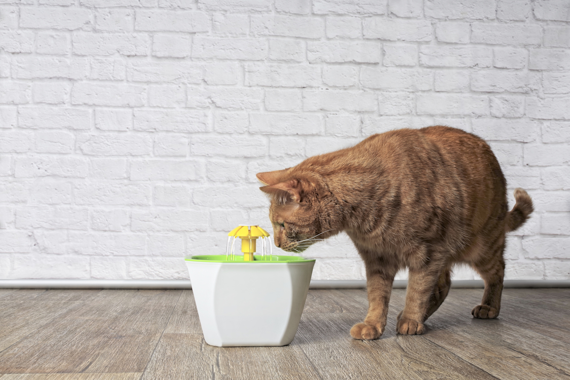 猫が上手に水分補給できる方法|水を飲まないときの対処方法も紹介