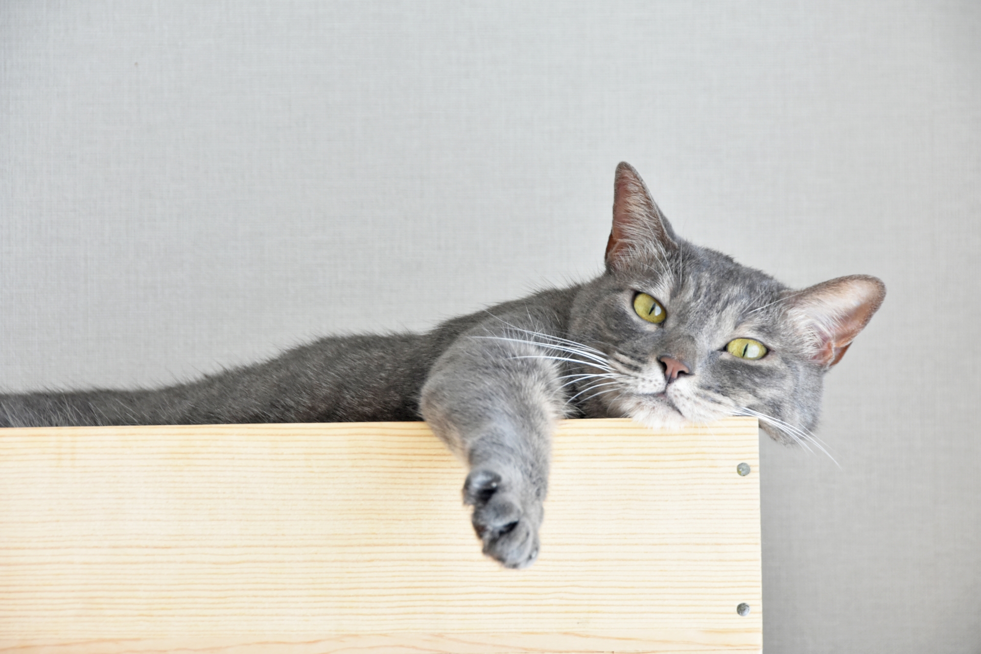 右前足を伸ばしている猫