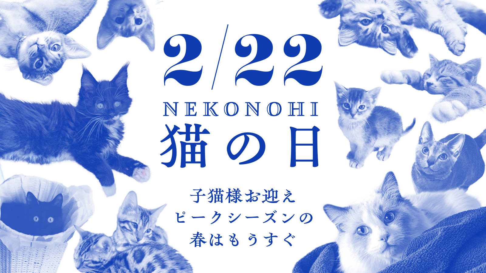 2/22 猫の日　子猫様お迎えピークシーズン春はもうすぐ