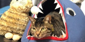猫様のログを取得させていただきました!