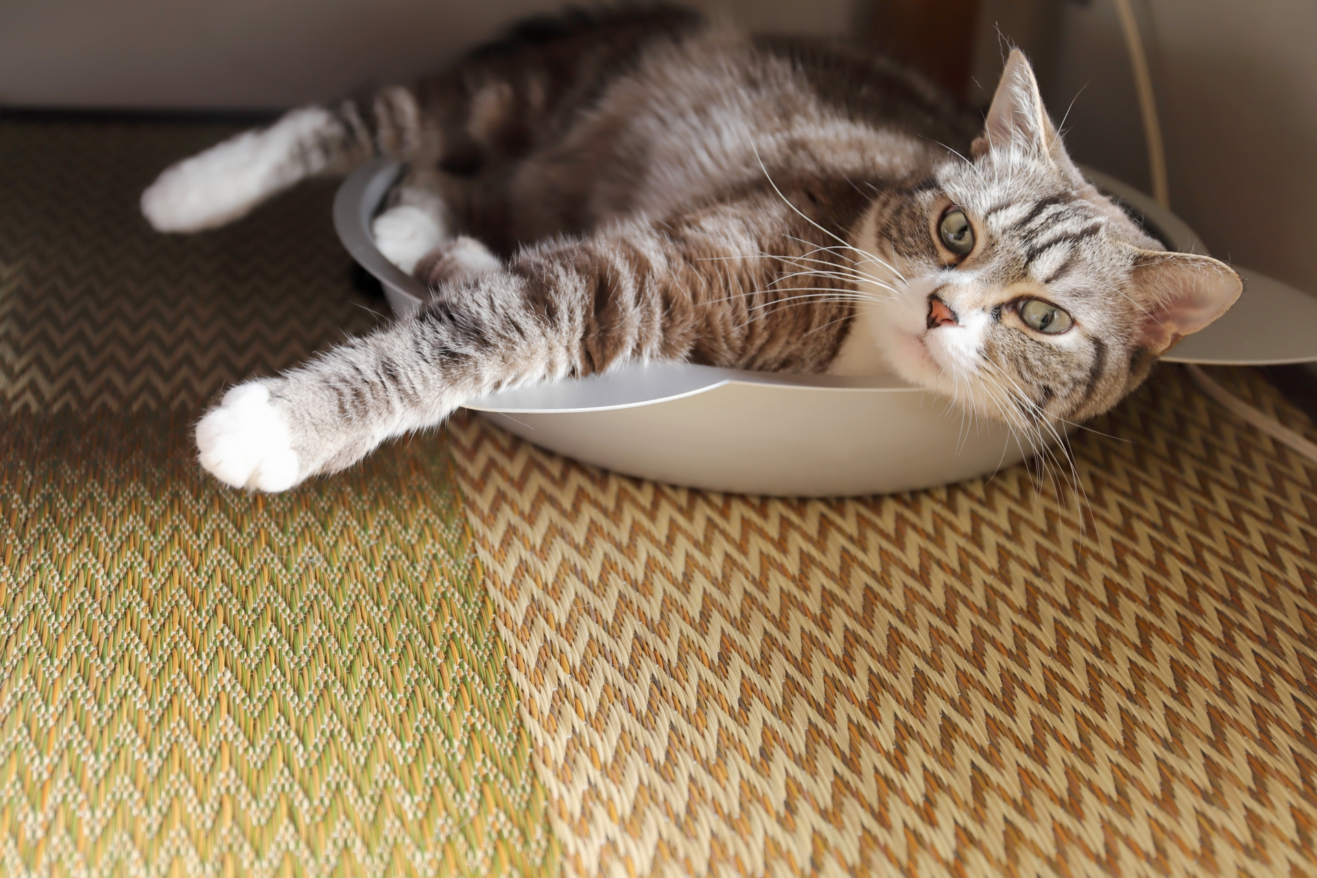 猫の腎臓病を予防するには?フードや薬、最新研究についても解説