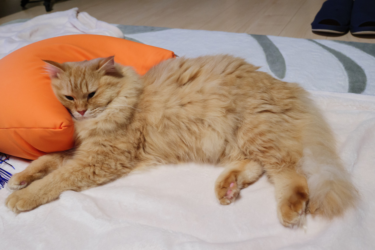 枕を使用して眠ろうとしている猫