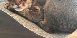 2019年猫年。本年もよろしくお願いいたします。