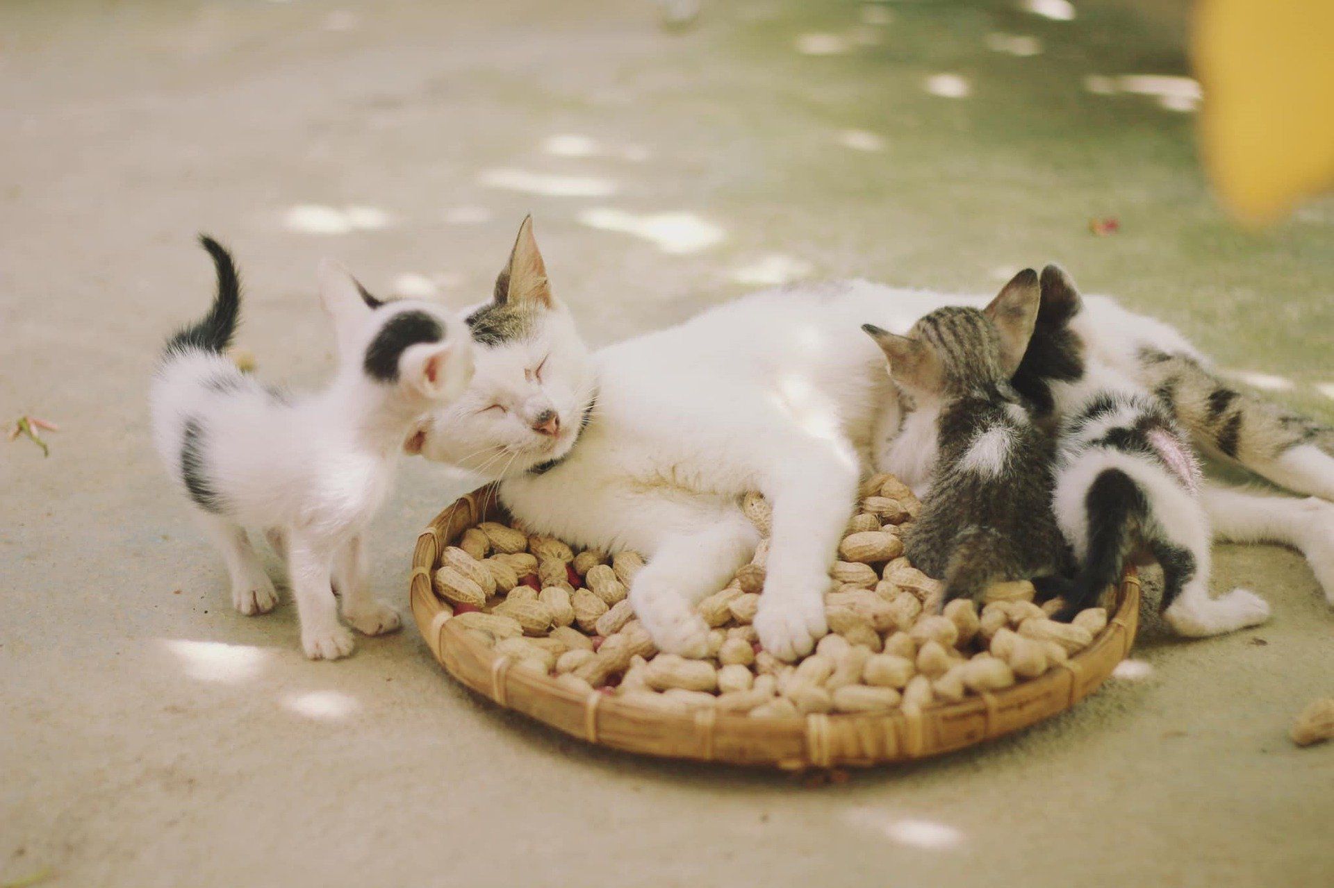 猫のしつこいあごニキビ(痤瘡)はどうケアする? 治療費や自宅での対処法もご紹介