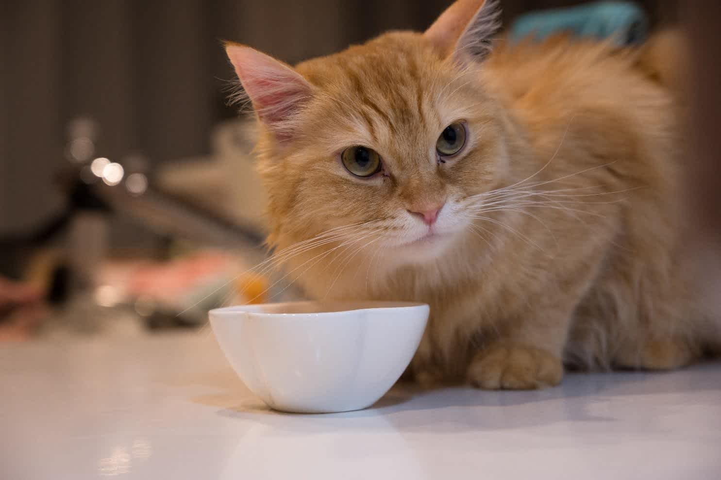 猫の食欲不振の原因と改善方法 吐き気や嘔吐 げっぷは病気のサイン 猫様のいる暮らし 猫の食欲不振の原因と改善方法 吐き気や嘔吐 げっぷは病気のサイン 猫様のいる暮らし