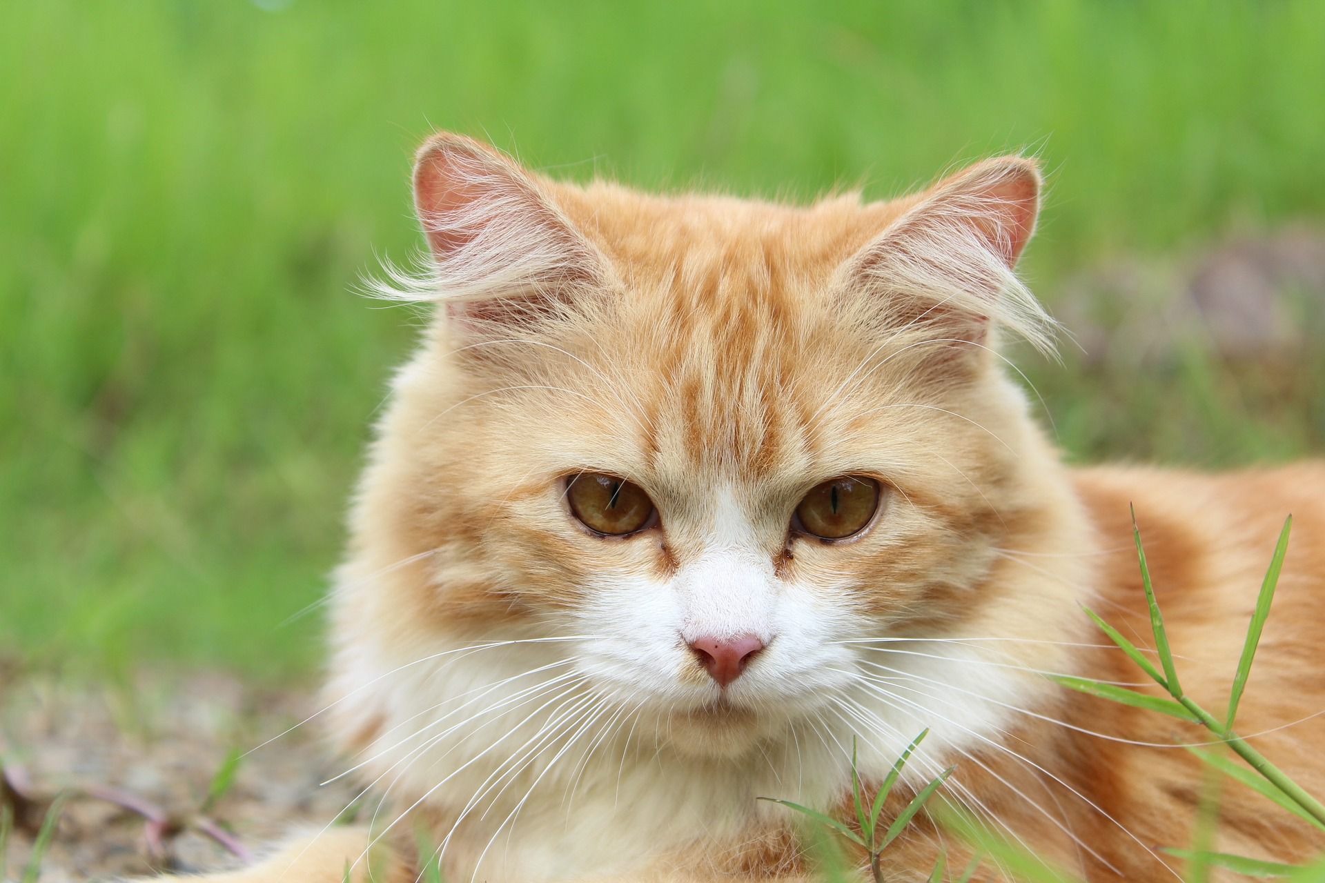 カメラ目線の猫