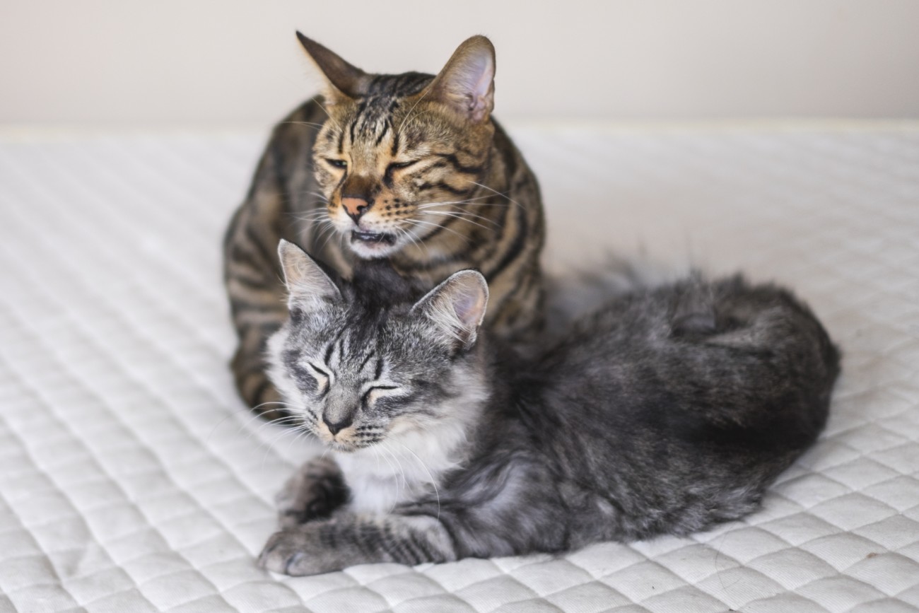 猫のくしゃみは病気の可能性 原因や動物病院受診の目安を解説 猫様のいる暮らし