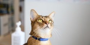 Catlog Pendantの音試験を行いました