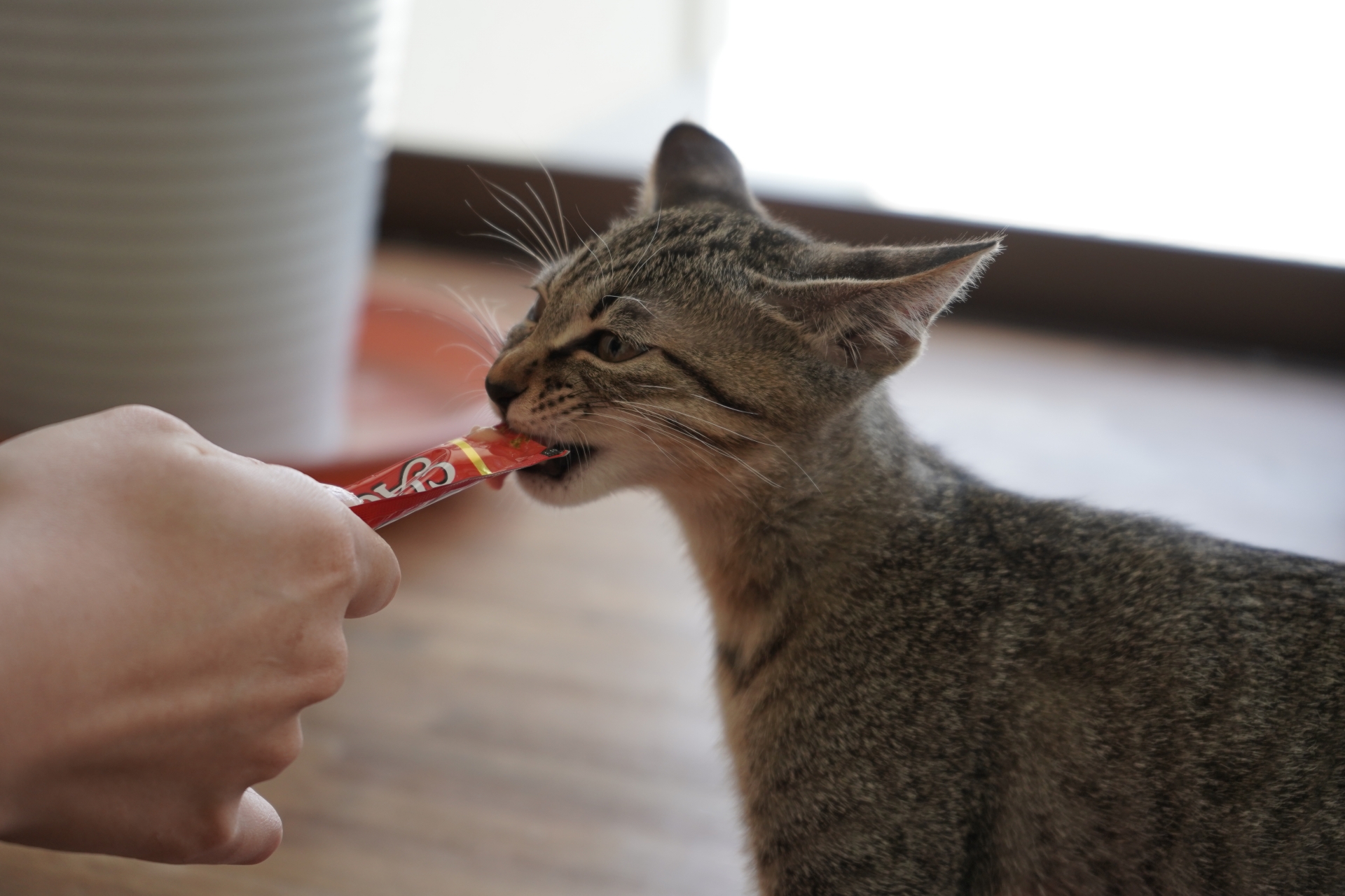 獣医師解説】猫の糖尿病の全て。インスリン注射との付き合い方もご紹介 | 猫様のいる暮らし