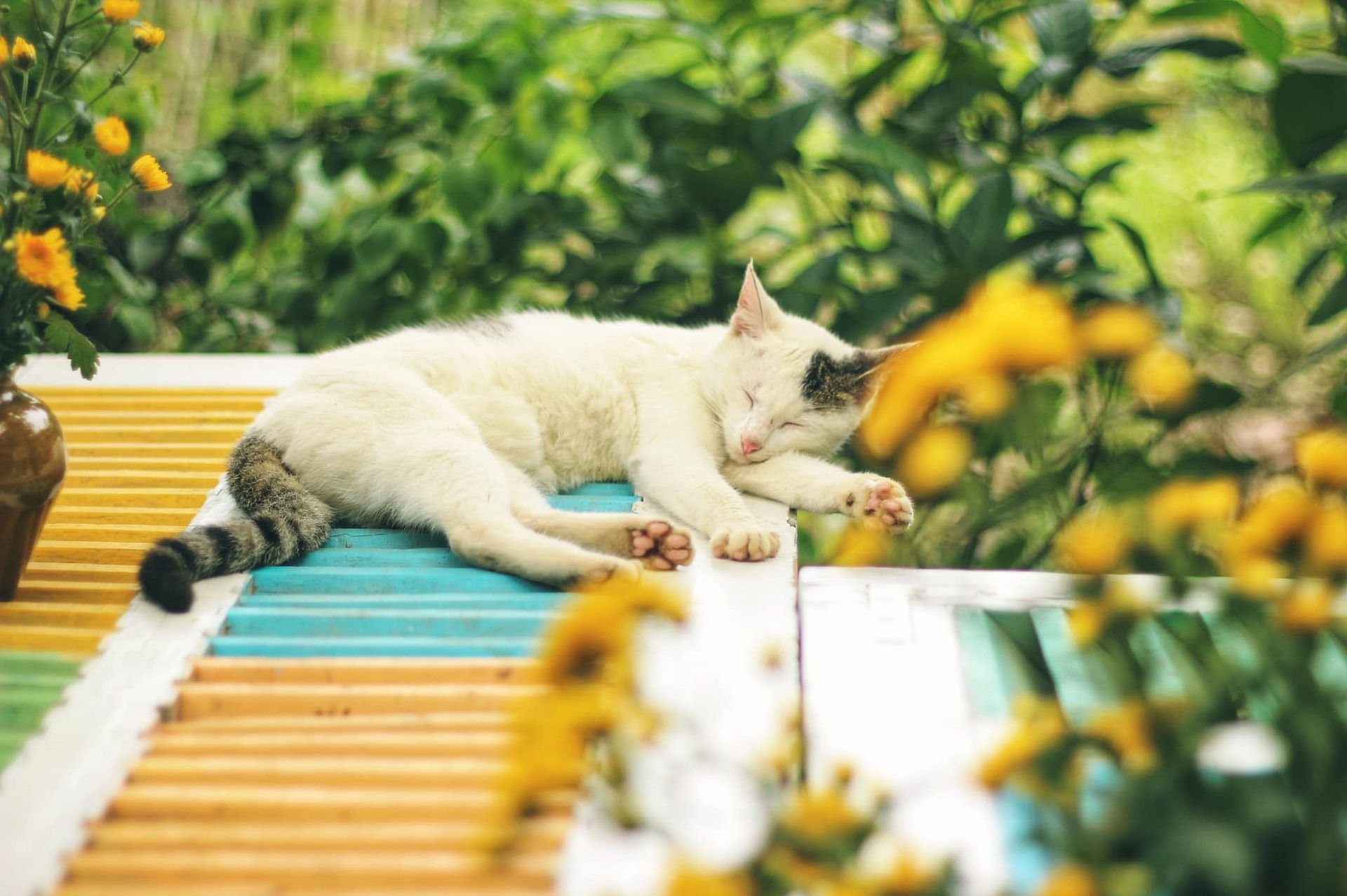 日向で居眠りをする猫