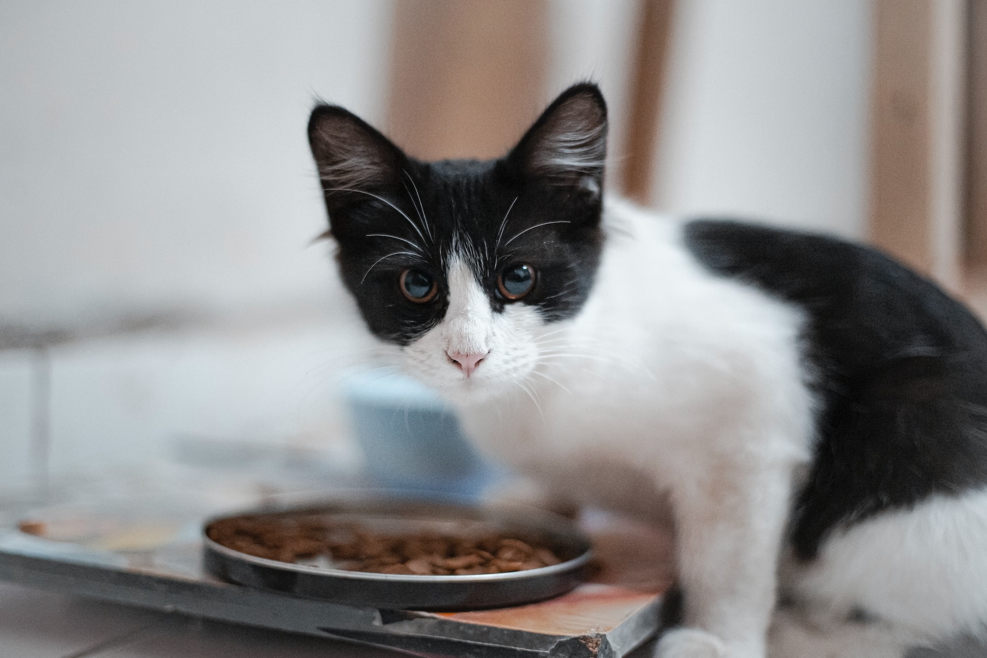 ご飯を食べる子猫