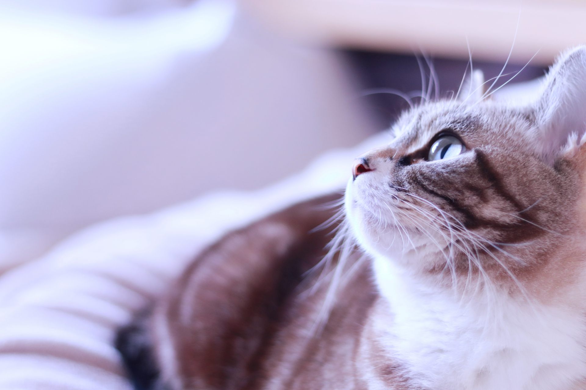 上を見上げる猫