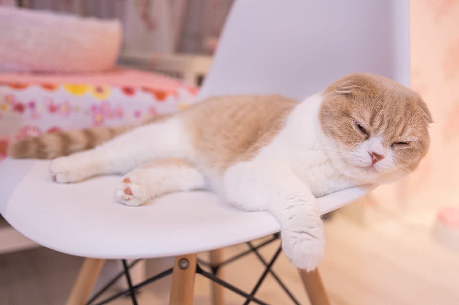 椅子の上でウトウトとする猫