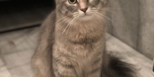 猫様の来訪。