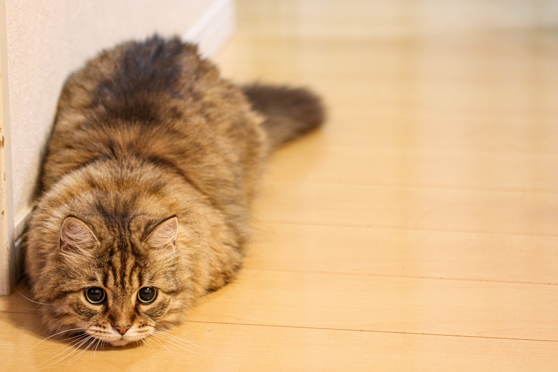 元気のない様子の猫