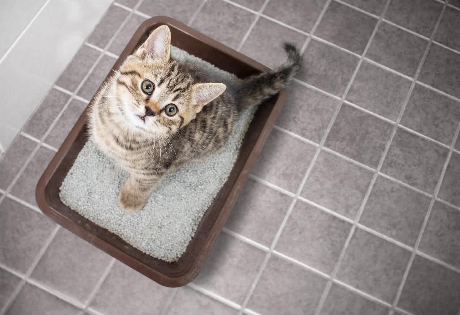 子猫のトイレのトレーニング・しつけの仕方｜うまくできない時の原因と対処法を解説！ 猫様のいる暮らし