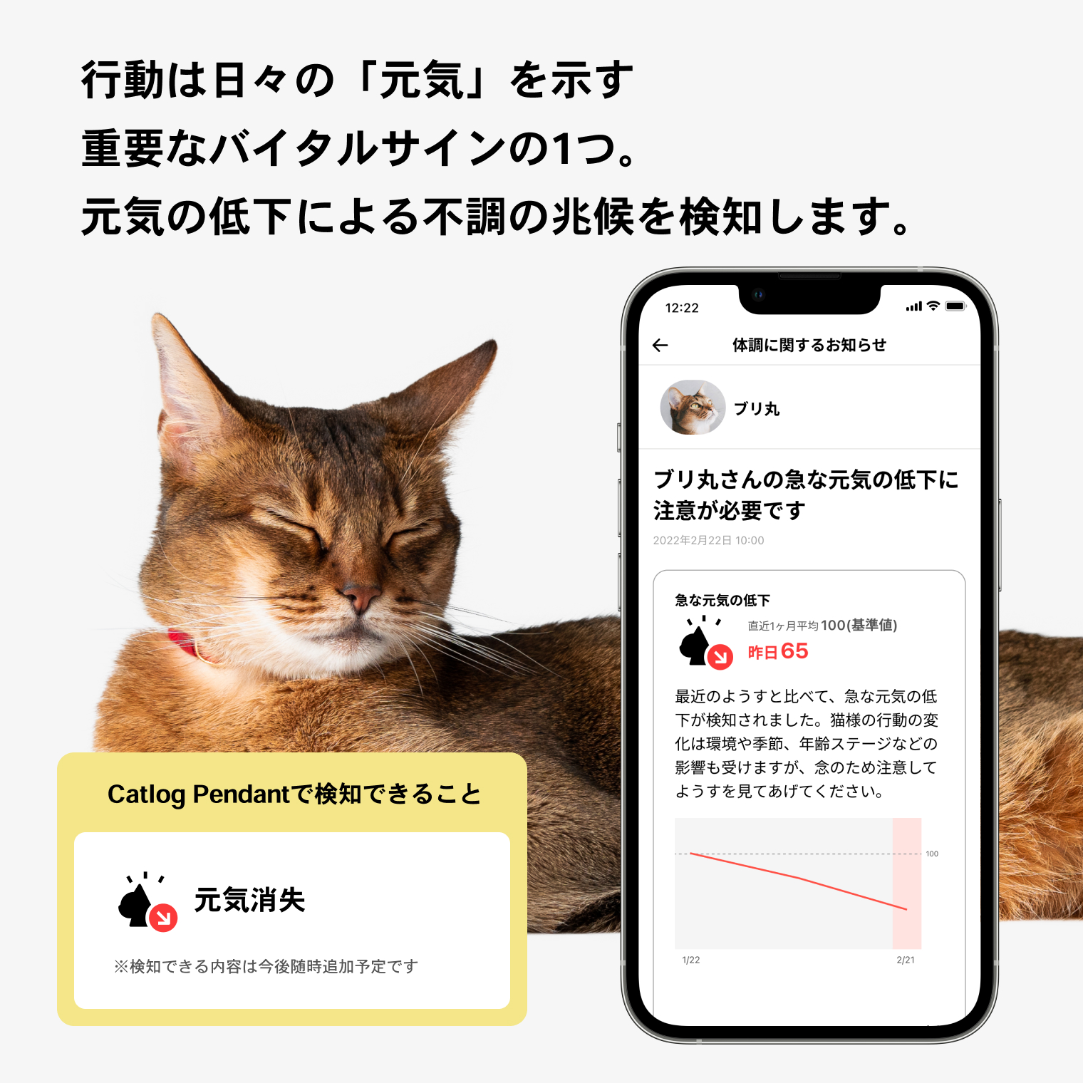 猫に散歩は必要なの？メリットやデメリット、事前準備について解説