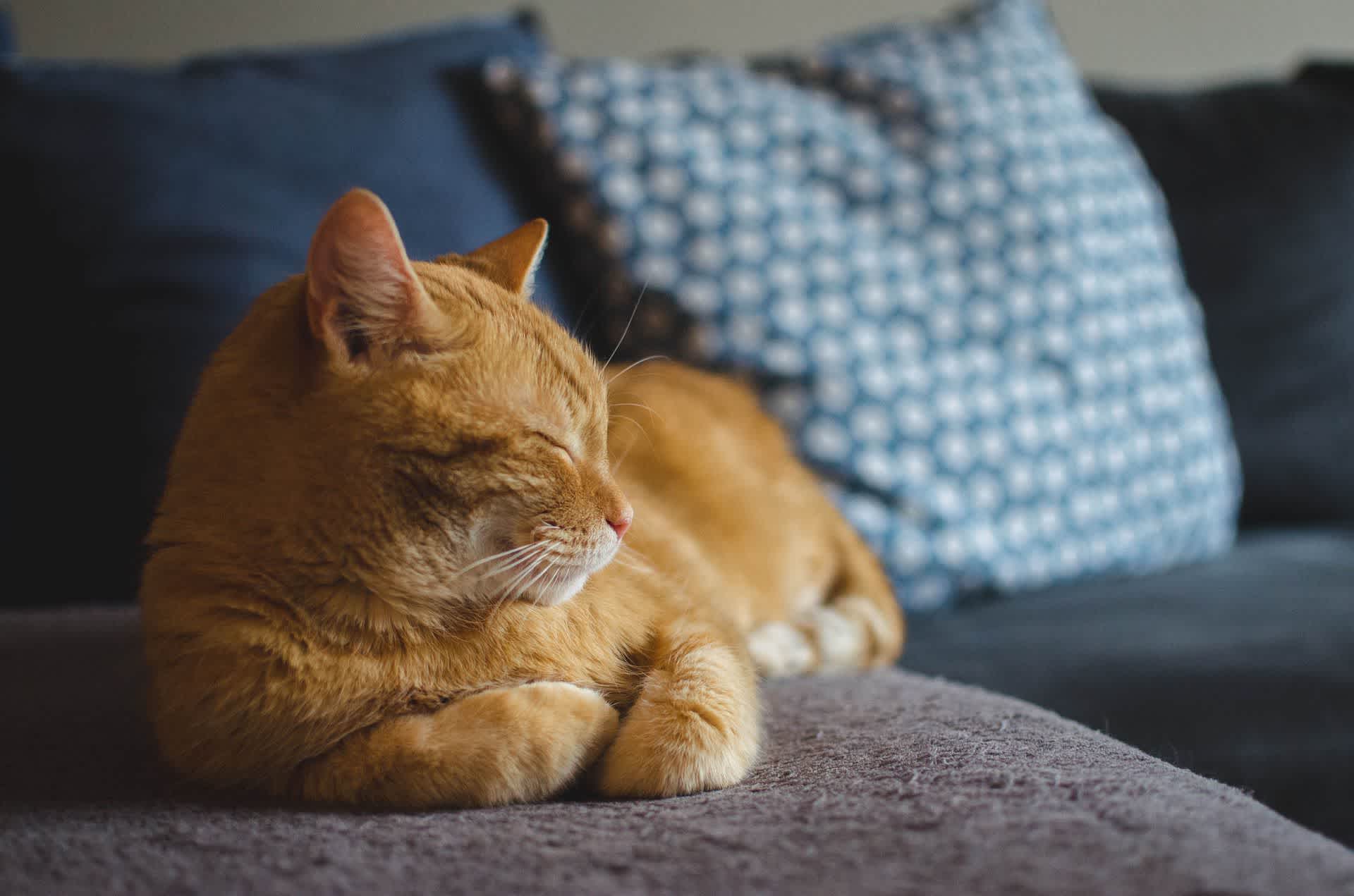 ソファの上でくつろぐ猫