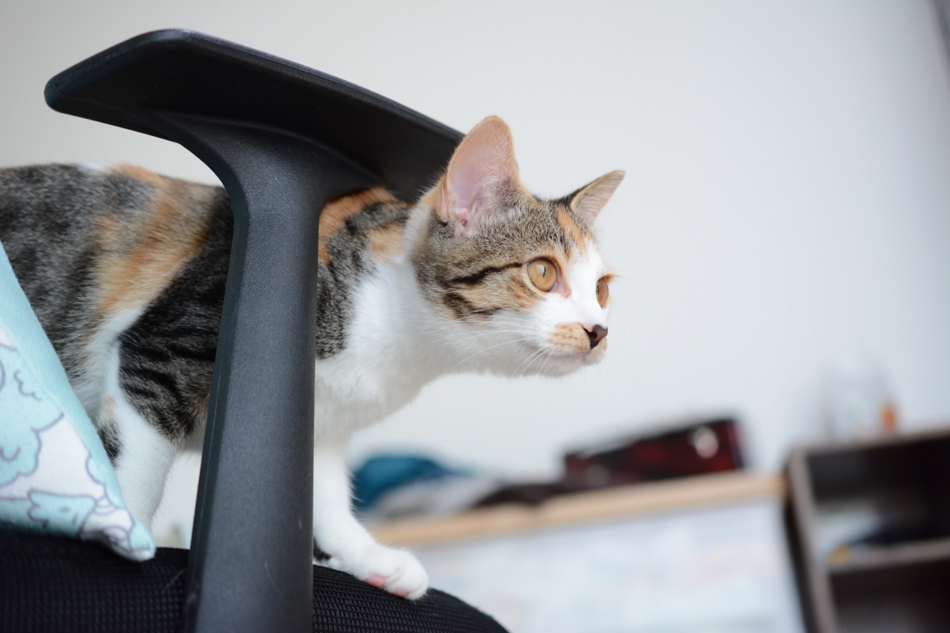 椅子の肘掛けの下から出てくる猫