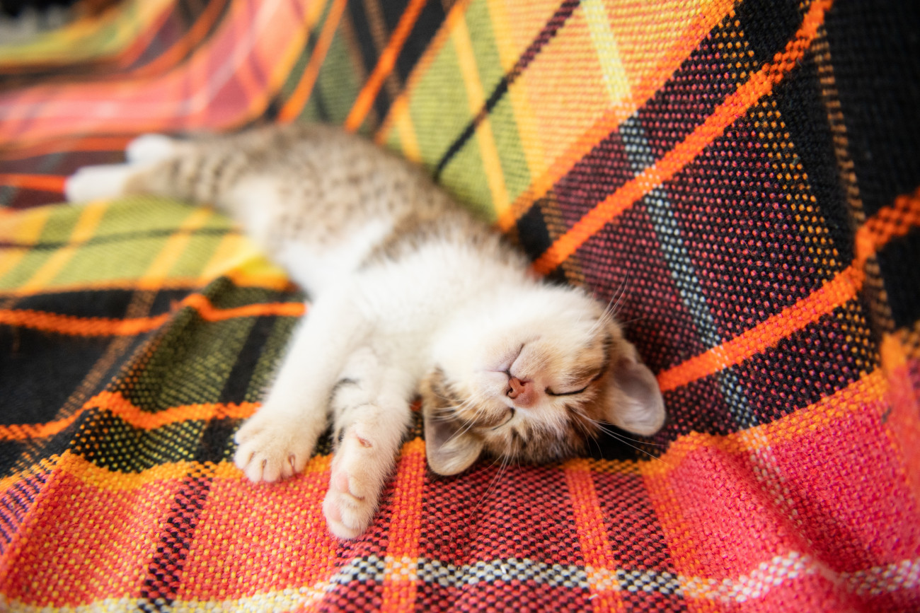 身体を伸ばして眠っている猫