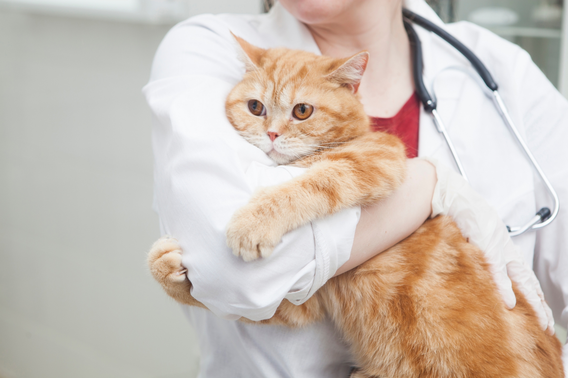 猫と獣医師