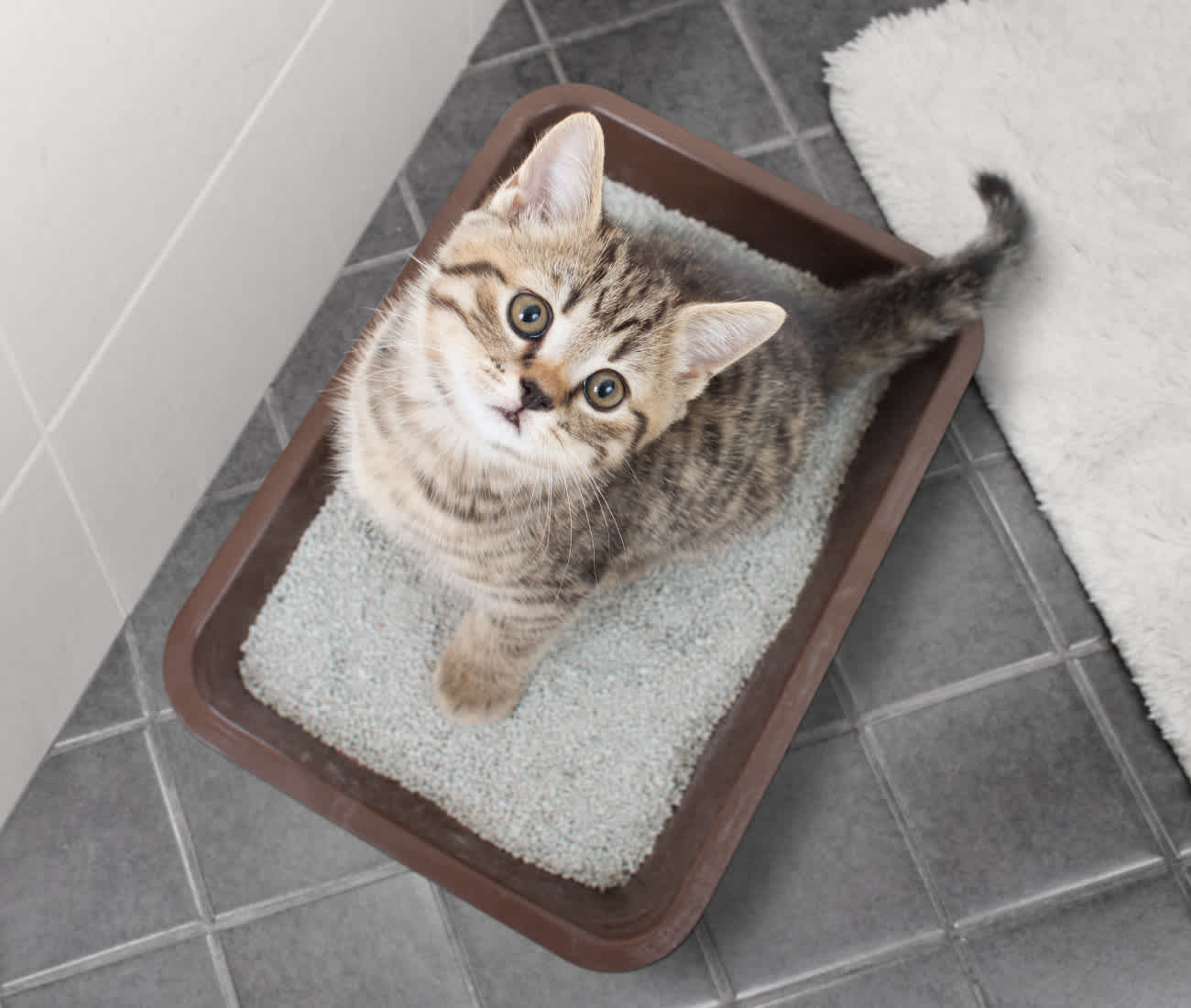猫のトイレの置き場所はどこがおすすめ？トイレの位置を変えたい・移動したい時の方法�も紹介