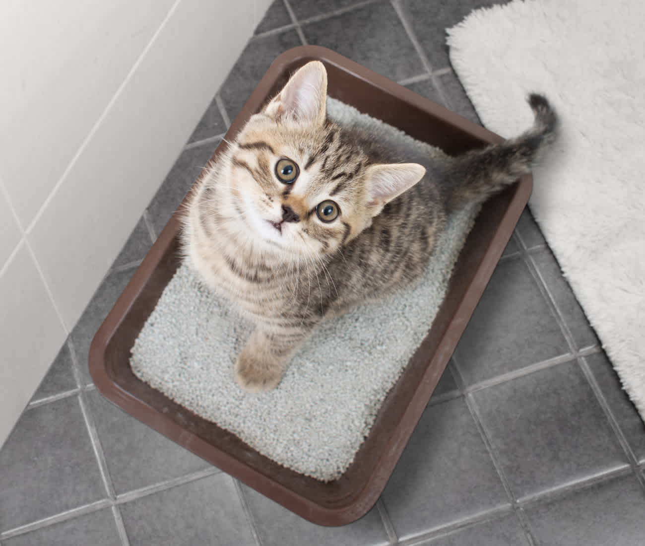 猫のトイレの置き場所はどこがおすすめ？トイレの位置を変えたい・移動したい�時の方法も紹介