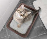 猫のトイレの置き場所はどこがおすすめ？トイレの位置を変えたい・移動したい時の方法も紹介