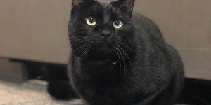猫様のログを取得させていただきました!