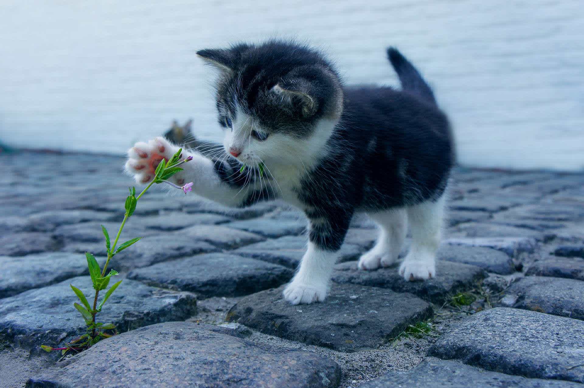 草で遊ぶ子猫