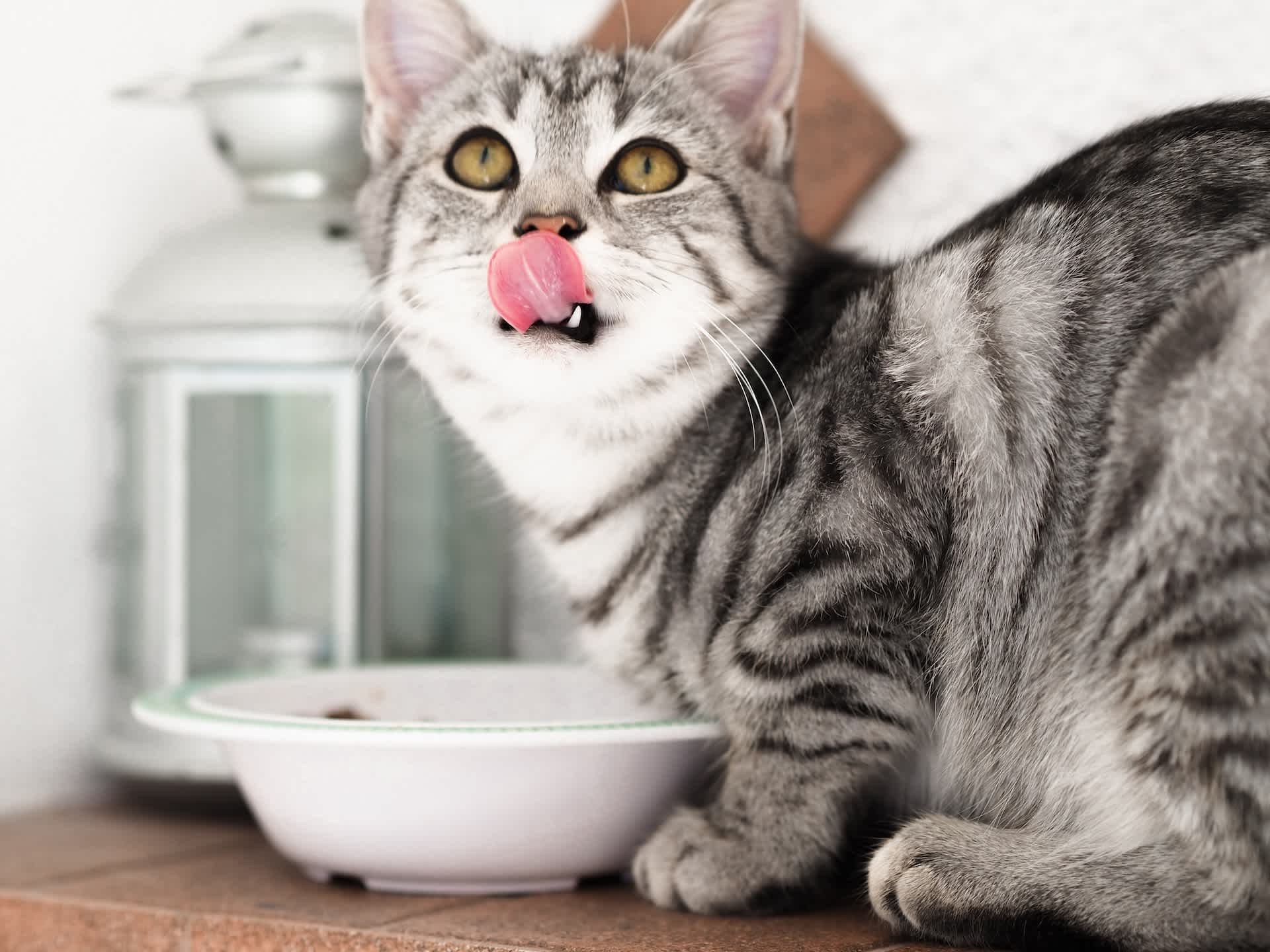 ご飯を食べて鼻を舐める子猫