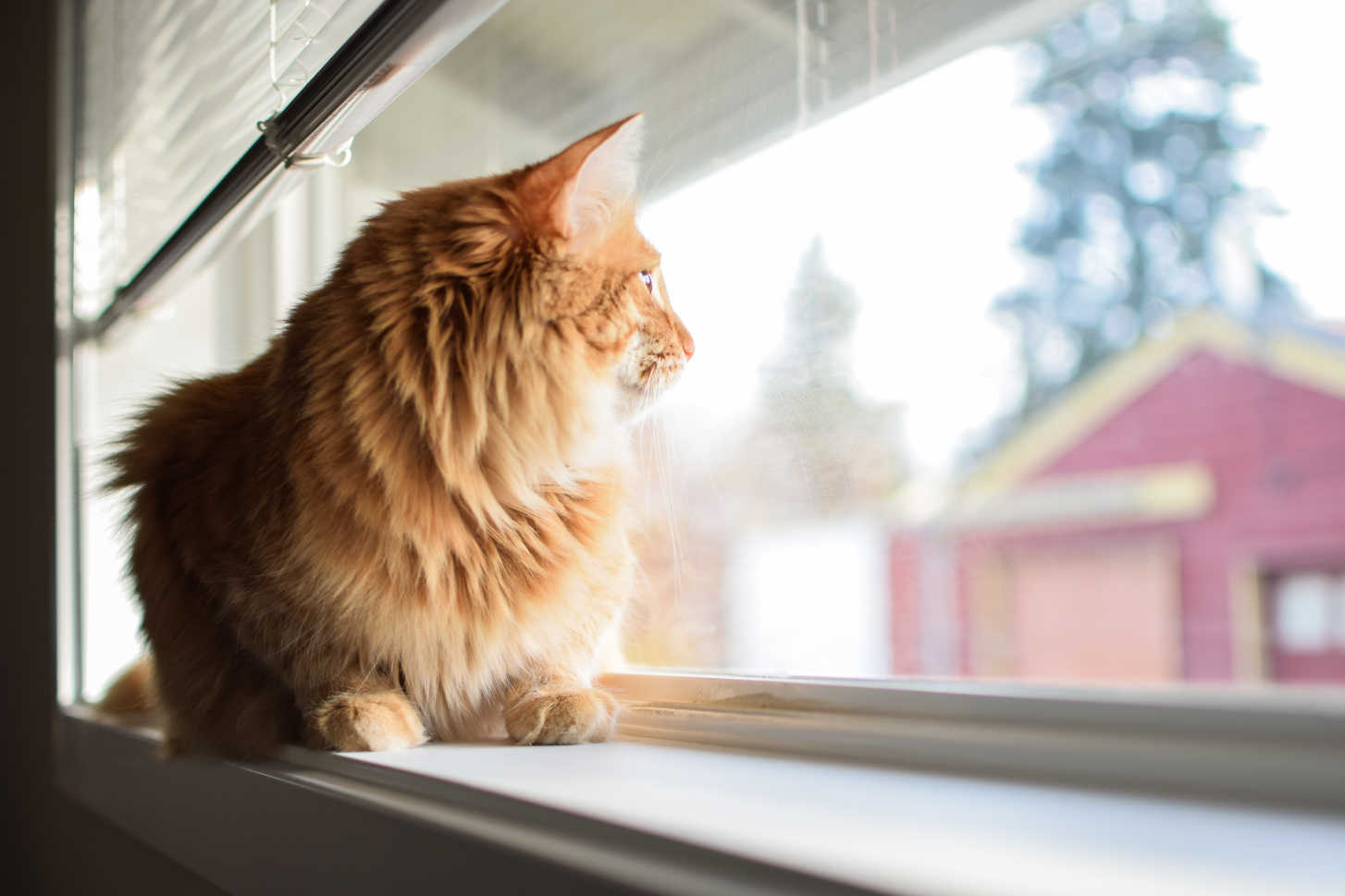 留守中に家から外を眺める猫の様子