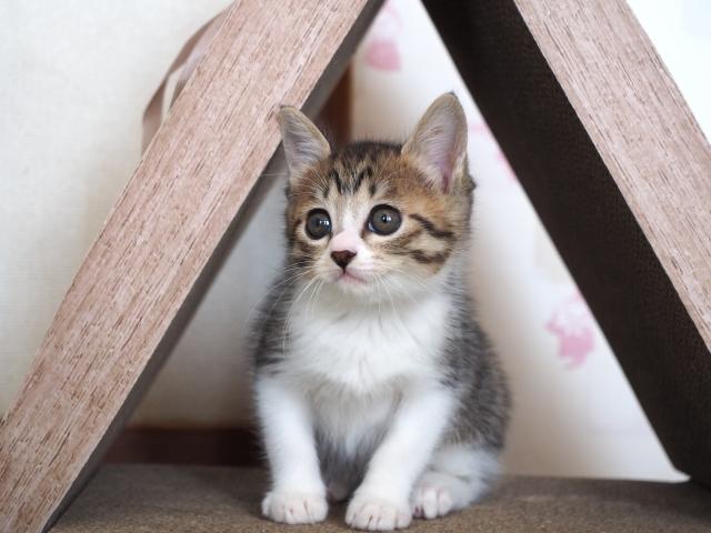 【獣医師監修】いつから子猫に離乳食をあげる?切り替え方法や食事のあげ方