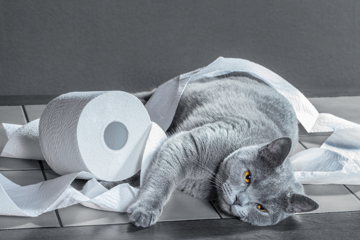 猫がトイレに失敗する原因|失敗しないための方法を解説