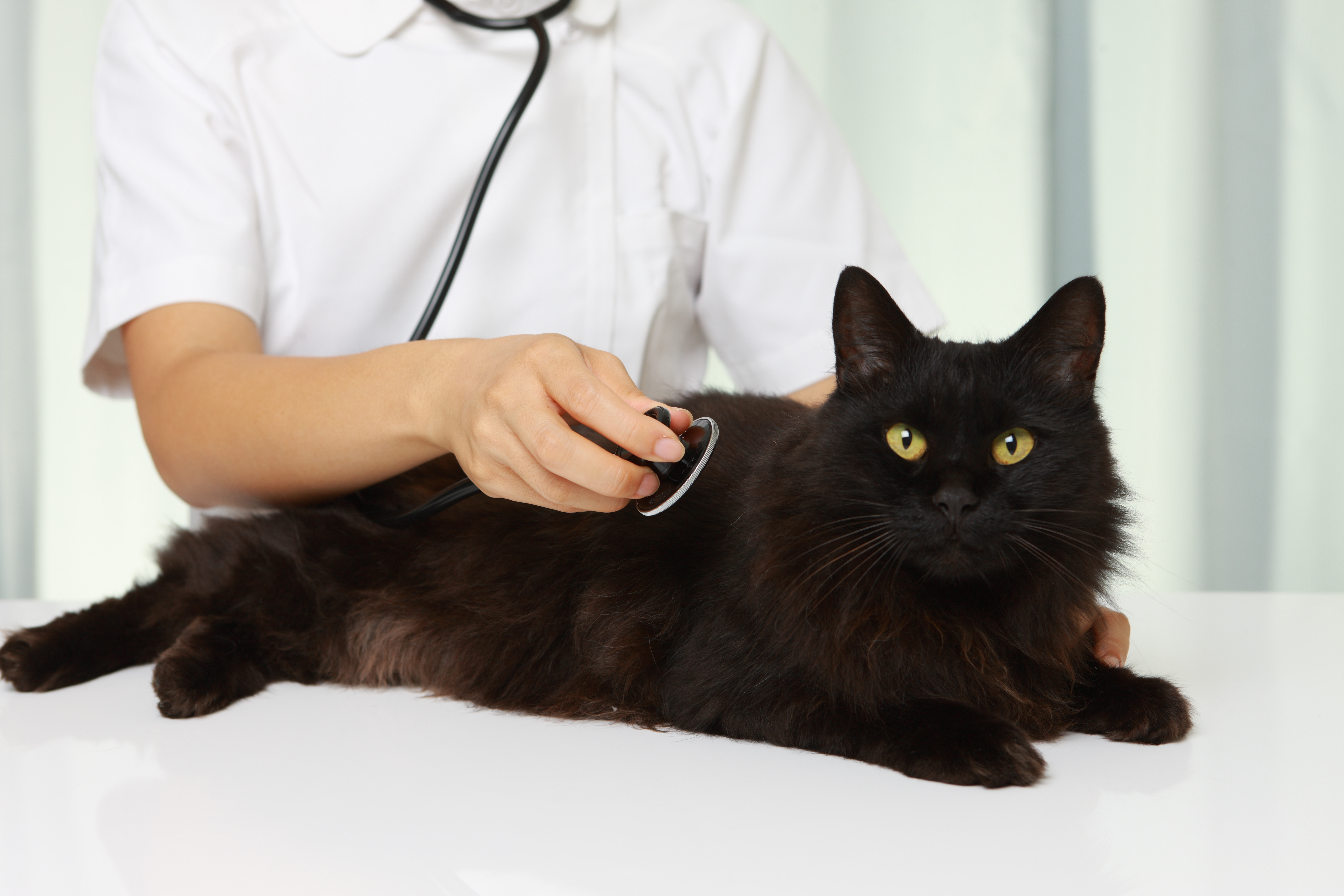 猫がトイレに失敗する原因｜失敗しないための方法を解説  猫様のいる 