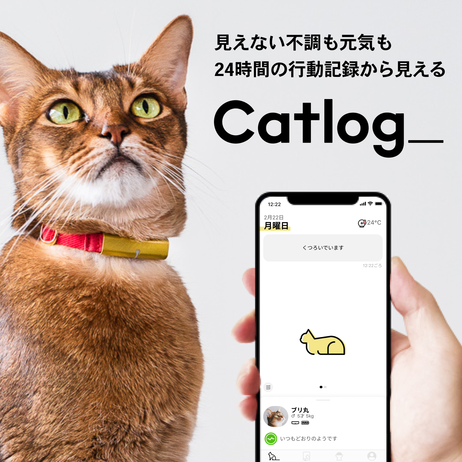 猫に散歩は必要なの？メリットやデメリット、事前準備について解説