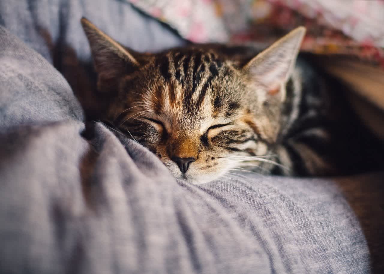 猫の睡眠時間は16時間 長時間眠る理由や気にすべきサインを解説 猫様のいる暮らし